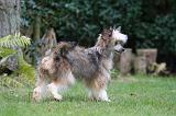 CHIEN NU CHINOIS 232